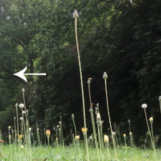 Grüne Wildblumenwiese, Über mich und meine Arbeitsart Wiese mit Löwenzahnblüten, geschlossen, grüner Wald im Hintergrund, im Vordergrund ein Stengel ragt hoch hervor, mit weißem Zurückpfeil